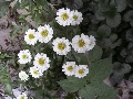 Florales zu finden- Freiraum Elbtal, Blühen und Verblühen
