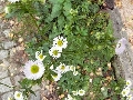 Florales zu finden- Freiraum Elbtal, Blühen und Verblühen