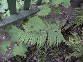 Florales zu finden- Freiraum Elbtal, Blühen und Verblühen