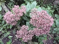 Florales zu finden- Freiraum Elbtal, Blühen und Verblühen