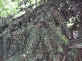 Florales zu finden- Freiraum Elbtal, Blühen und Verblühen