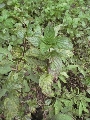 Florales zu finden- Freiraum Elbtal, Blühen und Verblühen