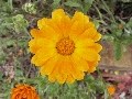 Florales zu finden- Freiraum Elbtal, Blühen und Verblühen