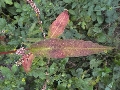 Florales zu finden- Freiraum Elbtal, Blühen und Verblühen