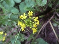 Florales zu finden- Freiraum Elbtal, Blühen und Verblühen