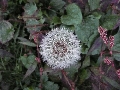 Florales zu finden- Freiraum Elbtal, Blühen und Verblühen