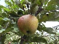Florales zu finden- Freiraum Elbtal, Blühen und Verblühen