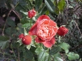Florales zu finden- Freiraum Elbtal, Blühen und Verblühen