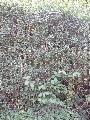 Florales zu finden- Freiraum Elbtal, Blühen und Verblühen