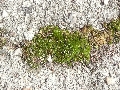 Florales zu finden- Freiraum Elbtal, Blühen und Verblühen