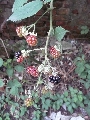 Florales zu finden- Freiraum Elbtal, Blühen und Verblühen