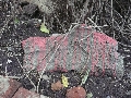 Florales zu finden- Freiraum Elbtal, Blühen und Verblühen