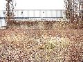 Spaziergang über die Marienbrücke-Friedrichstadt, Teil 1