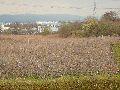 Spaziergang von Pennrich Gompitz-Gorbitz nach Löbtau, längs der Straßenbahnlinie-3