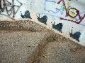 Spaziergang von Pennrich Gompitz-Gorbitz nach Löbtau, längs der Straßenbahnlinie-3