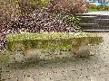 Spaziergang von Pennrich Gompitz-Gorbitz nach Löbtau, längs der Straßenbahnlinie-3