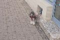 Spaziergang Großenhainer Str.-Richtung Trachau-Wilder Mann