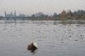 An und auf der Elbe, Bereich Pieschener Hafen