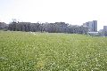 Spaziergang in der Johannstadt