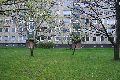 Spaziergang in der Johannstadt