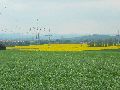 Leubnitzer Höhe bis Strehlen- Wasa Platz
