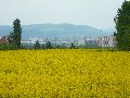 Leubnitzer Höhe bis Strehlen- Wasa Platz