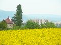 Leubnitzer Höhe bis Strehlen- Wasa Platz