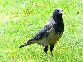 Leubnitzer Höhe bis Strehlen- Wasa Platz