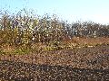 Spaziergang vom Bahnhof Niedersedlitz-Prohlis-Dobritz-Niedersedlitz-Leuben
