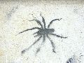 Graffitis-Schriften und Blütenfarben