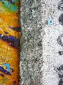 Graffitis-Schriften und Blütenfarben