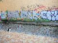 Graffitis-Schriften und Blütenfarben