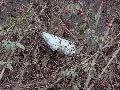 Industriezeitalter Plastiken zu besichtigen, an der Molebrücke Pieschen