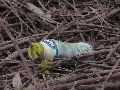Industriezeitalter Plastiken zu besichtigen, an der Molebrücke Pieschen