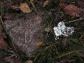 Industriezeitalter Plastiken zu besichtigen, an der Molebrücke Pieschen