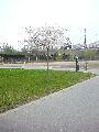 Längs der Elbe von der Marienbrücke zur Albertbrücke