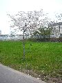 Längs der Elbe von der Marienbrücke zur Albertbrücke