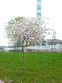 Längs der Elbe von der Marienbrücke zur Albertbrücke