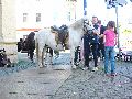 Piescher Hafenfest- Bereich Oschatzer Str.und Pieschener Hafen