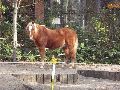 Abenteuerspielplatz-Panama in der Neustadt-Antonstadt