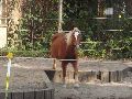 Abenteuerspielplatz-Panama in der Neustadt-Antonstadt