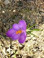 Frühlingserwachen oder wo der Herbst den Frühling küsst, Flora
