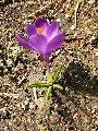 Frühlingserwachen oder wo der Herbst den Frühling küsst, Flora