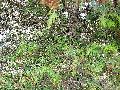Frühlingserwachen oder wo der Herbst den Frühling küsst, Flora