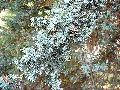 Frühlingserwachen oder wo der Herbst den Frühling küsst, Flora