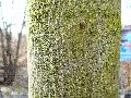 Frühlingserwachen oder wo der Herbst den Frühling küsst, Flora