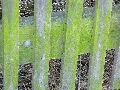 Frühlingserwachen oder wo der Herbst den Frühling küsst, Flora
