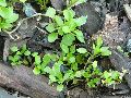 Frühlingserwachen oder wo der Herbst den Frühling küsst, Flora