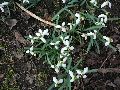 Frühlingserwachen oder wo der Herbst den Frühling küsst, Flora