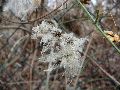 Frühlingserwachen oder wo der Herbst den Frühling küsst, Flora